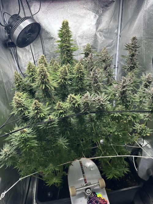 Crazy Platinum Marker. Week 21