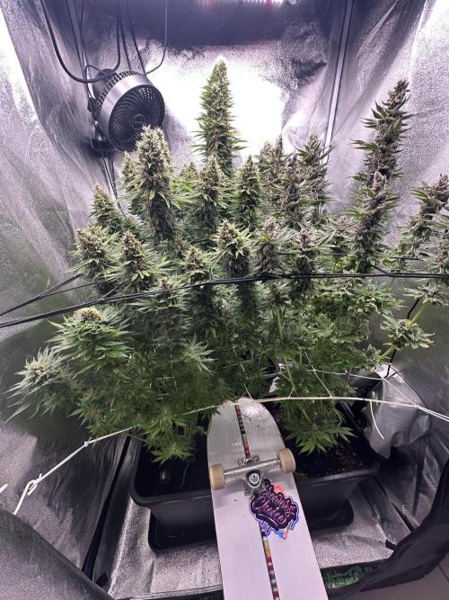 Crazy Platinum Marker. Week 21