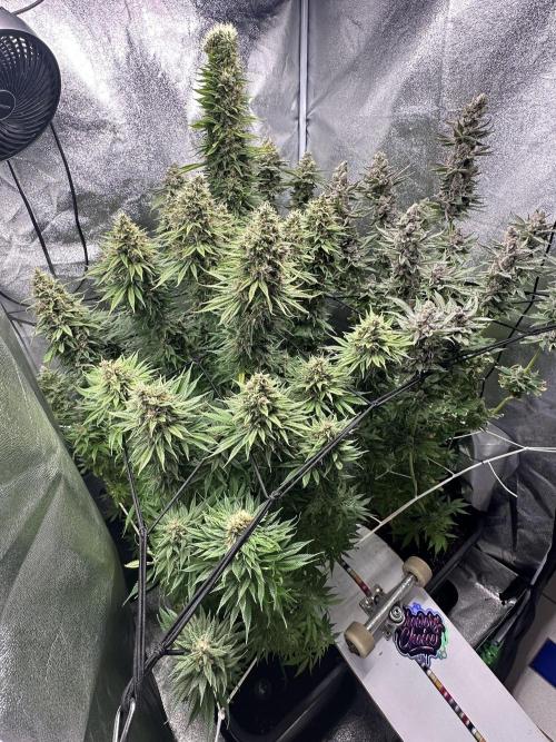Crazy Platinum Marker. Week 21