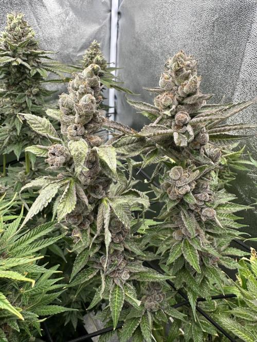 Crazy Platinum Marker. Week 22