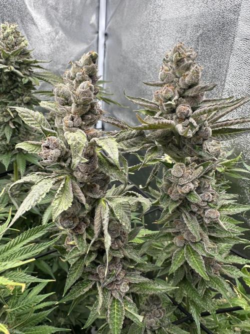 Crazy Platinum Marker. Week 22