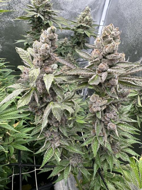 Crazy Platinum Marker. Week 22
