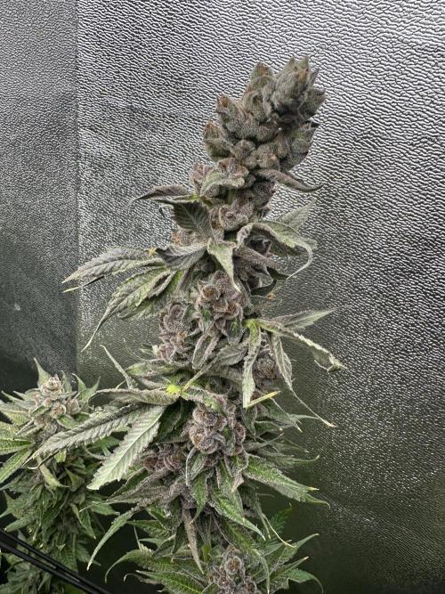 Crazy Platinum Marker. Week 22