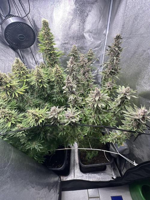Crazy Platinum Marker. Week 22