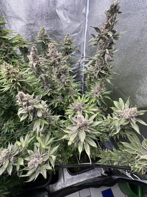 Crazy Platinum Marker. Week 22