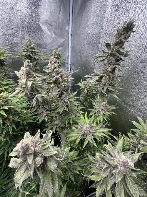 Crazy Platinum Marker. Week 22