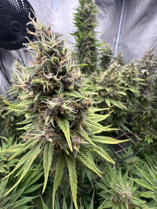 Crazy Platinum Marker. Week 22