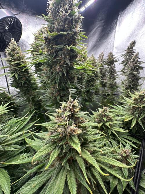 Crazy Platinum Marker. Week 22