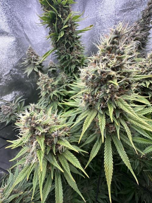 Crazy Platinum Marker. Week 22