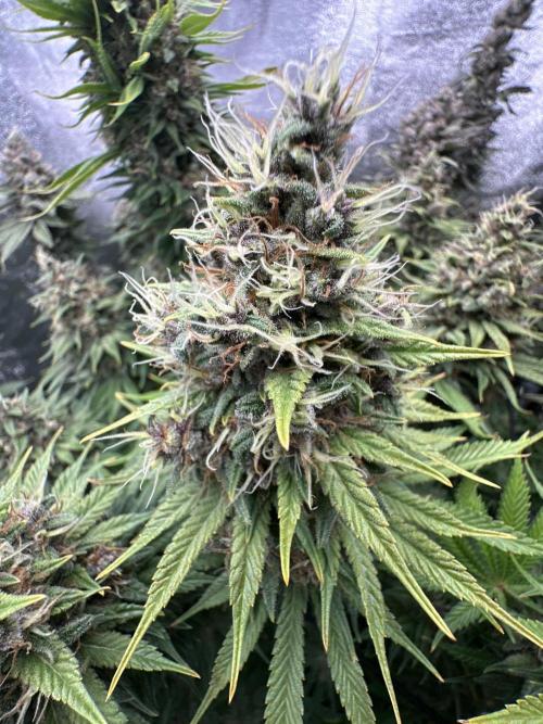 Crazy Platinum Marker. Week 22