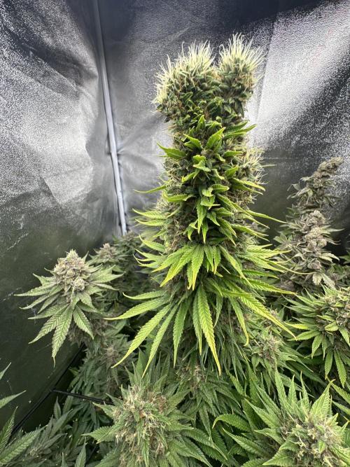 Crazy Platinum Marker. Week 22