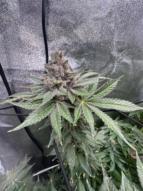 Crazy Platinum Marker. Week 22