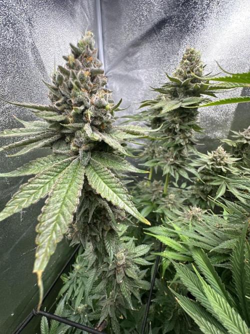 Crazy Platinum Marker. Week 22