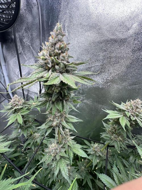 Crazy Platinum Marker. Week 22
