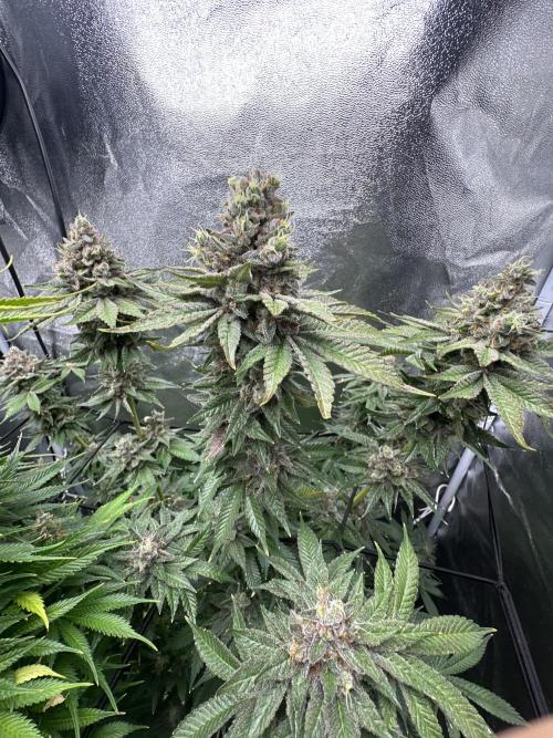 Crazy Platinum Marker. Week 22