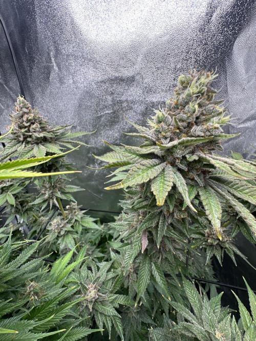 Crazy Platinum Marker. Week 22