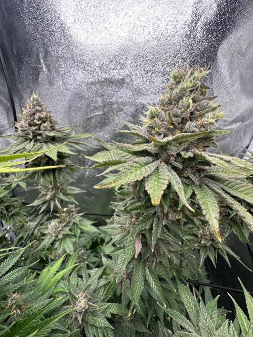 Crazy Platinum Marker. Week 22