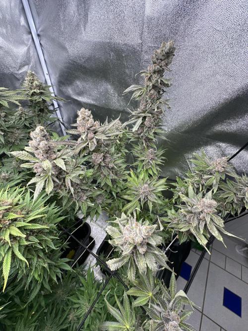 Crazy Platinum Marker. Week 22