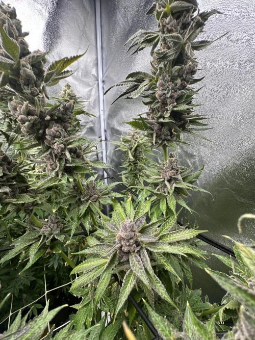 Crazy Platinum Marker. Week 22