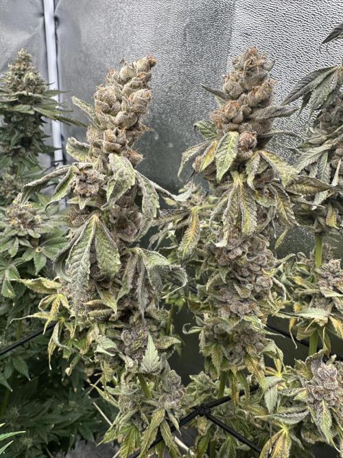 Crazy Platinum Marker. Week 24