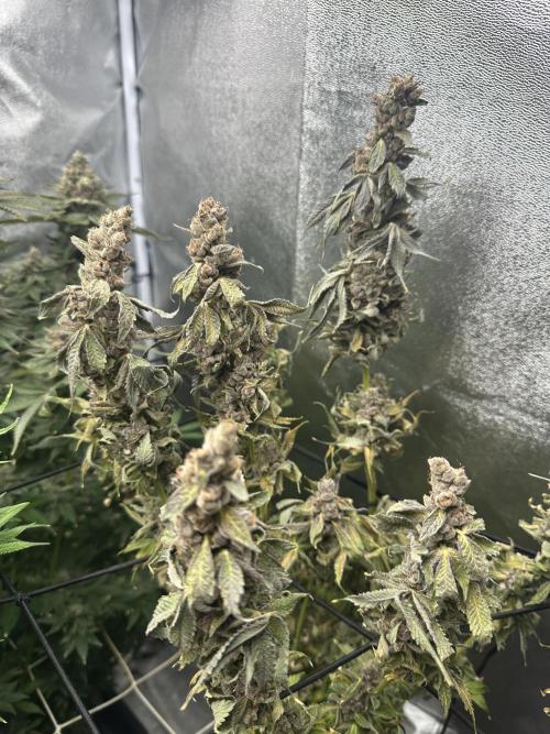 Crazy Platinum Marker. Week 24