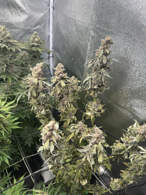 Crazy Platinum Marker. Week 24