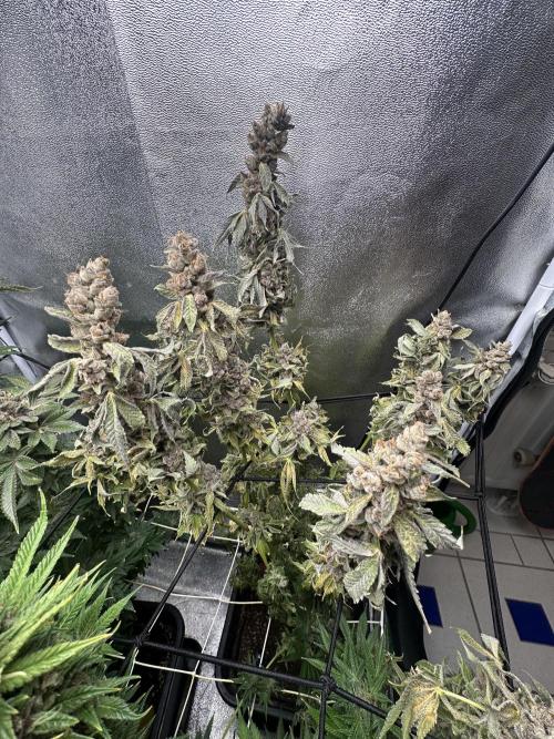 Crazy Platinum Marker. Week 24