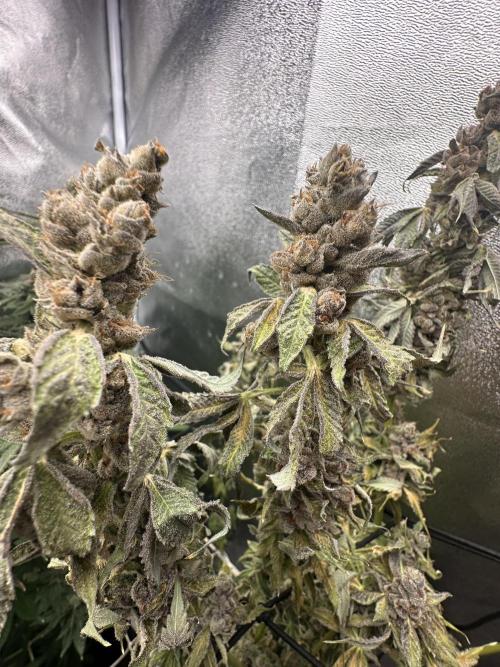 Crazy Platinum Marker. Week 24