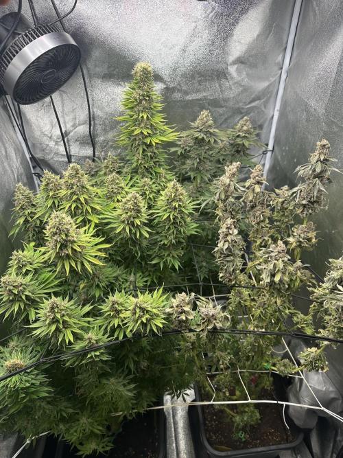 Crazy Platinum Marker. Week 24