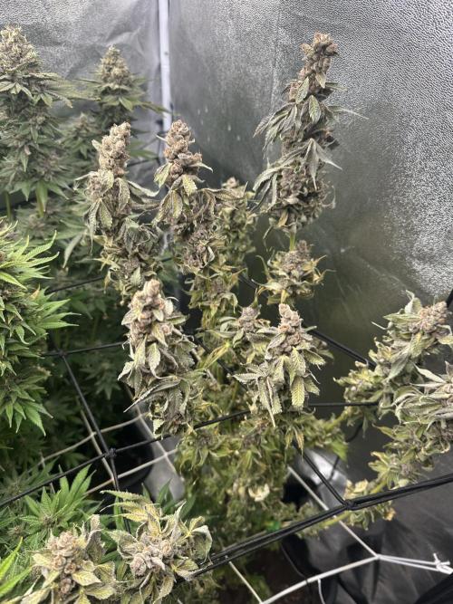 Crazy Platinum Marker. Week 24