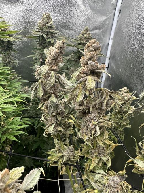 Crazy Platinum Marker. Week 24