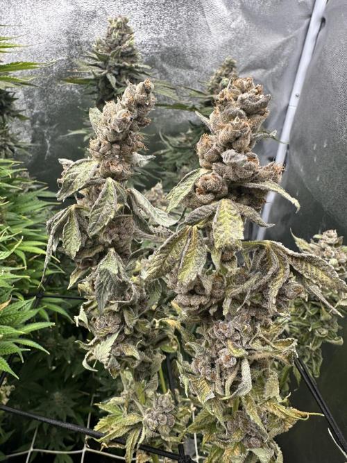 Crazy Platinum Marker. Week 24