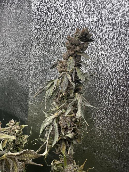 Crazy Platinum Marker. Week 24