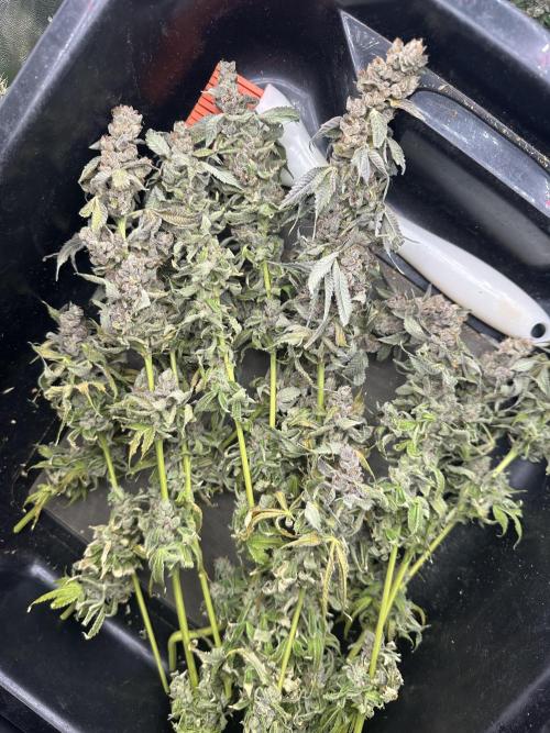 Crazy Platinum Marker. Week 24