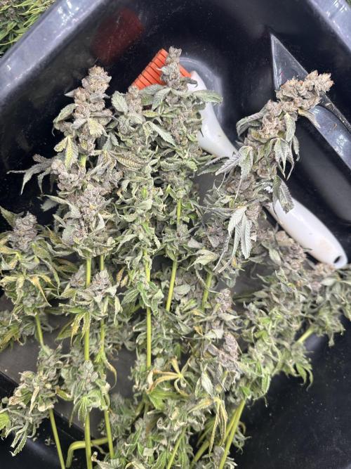 Crazy Platinum Marker. Week 24