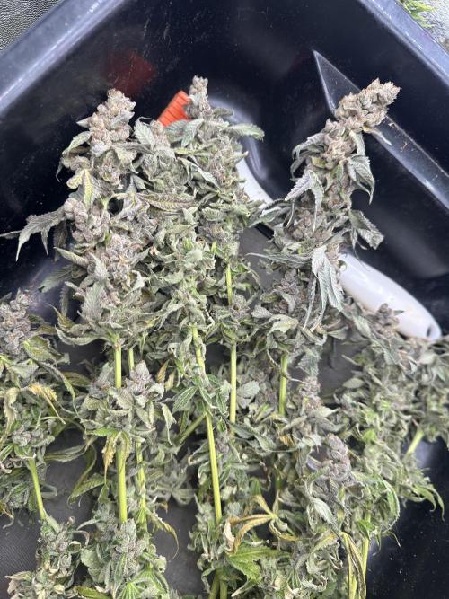 Crazy Platinum Marker. Week 24