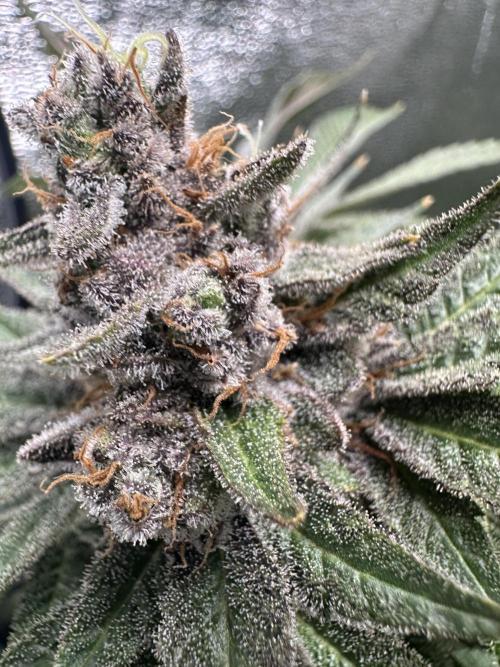 Crazy Platinum Marker. Week 24