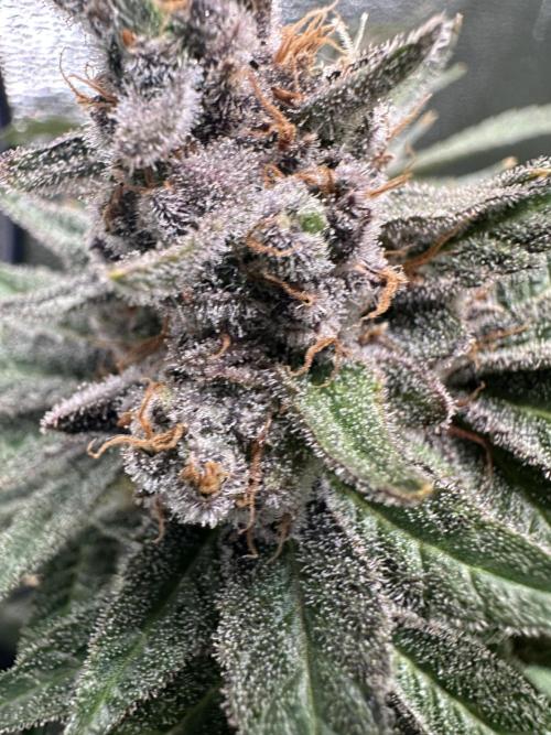 Crazy Platinum Marker. Week 24
