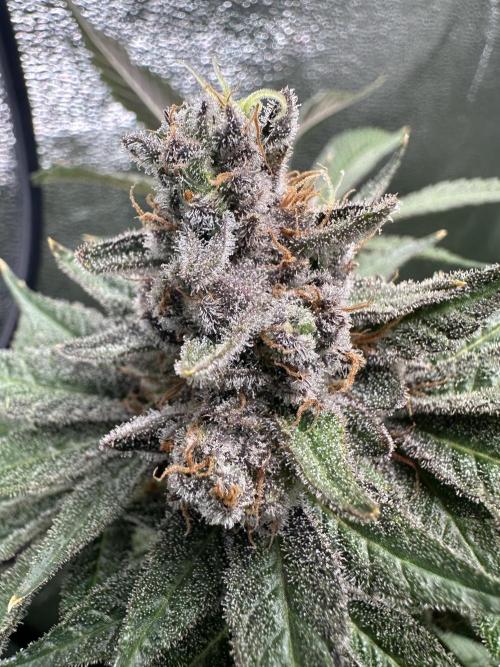 Crazy Platinum Marker. Week 24