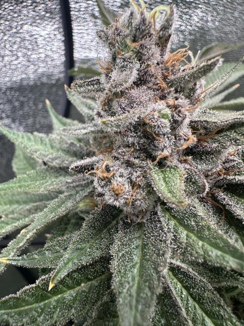 Crazy Platinum Marker. Week 24