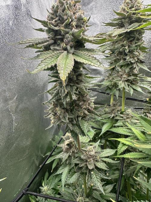 Crazy Platinum Marker. Week 23