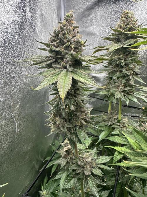 Crazy Platinum Marker. Week 23