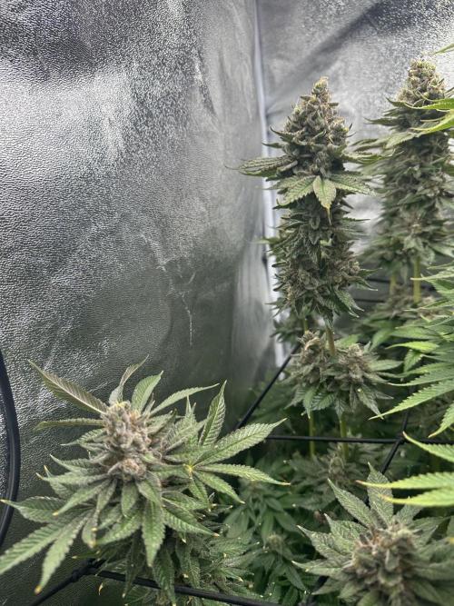 Crazy Platinum Marker. Week 23