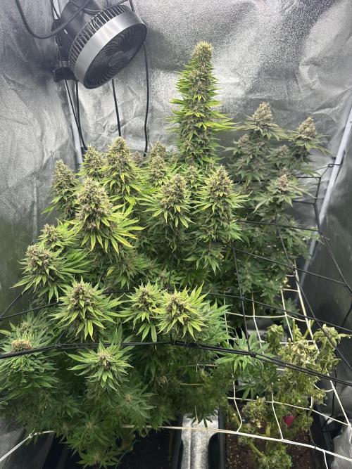 Crazy Platinum Marker. Week 23