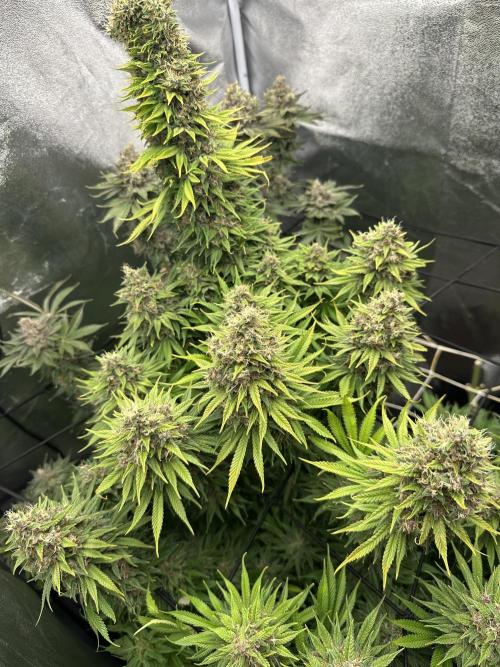 Crazy Platinum Marker. Week 23