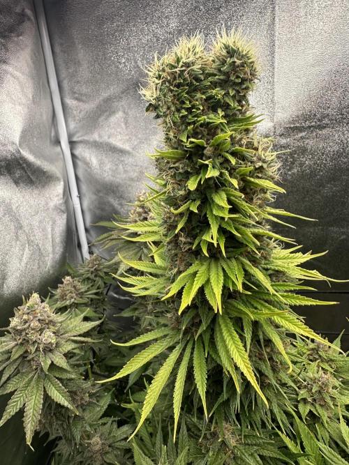 Crazy Platinum Marker. Week 23
