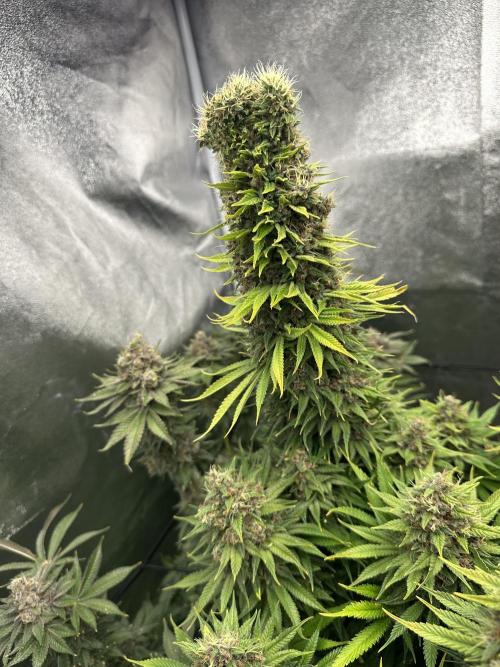 Crazy Platinum Marker. Week 23
