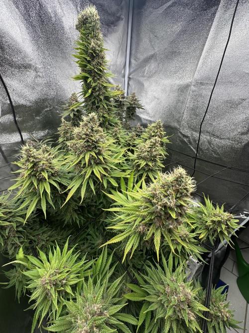 Crazy Platinum Marker. Week 23