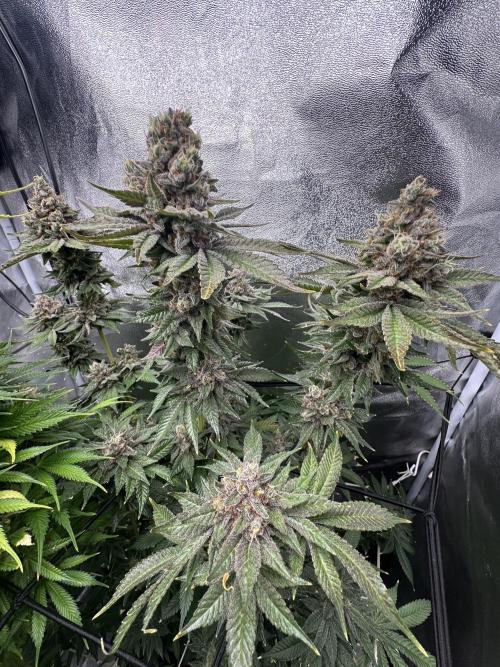 Crazy Platinum Marker. Week 23