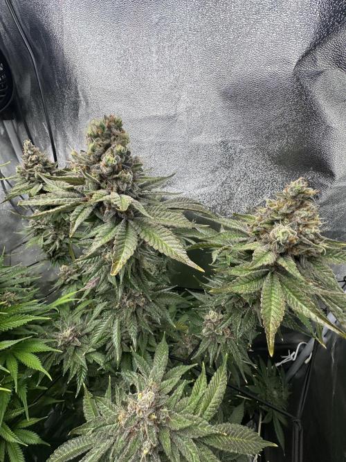 Crazy Platinum Marker. Week 23